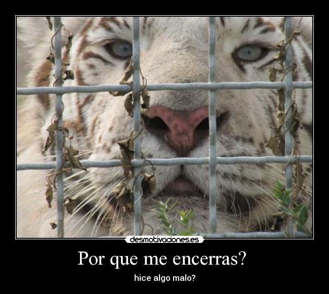 Por que me encerras? -