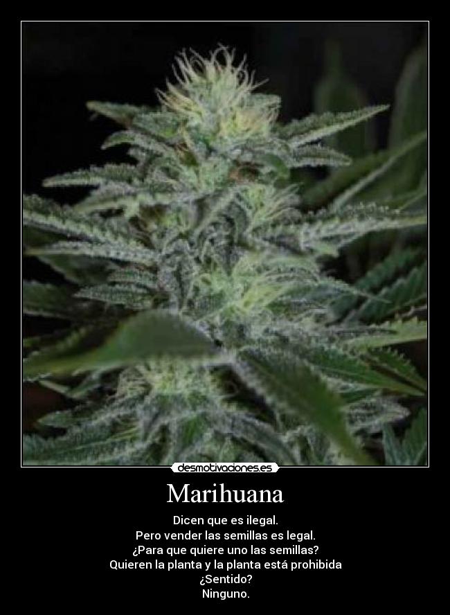 Marihuana - Dicen que es ilegal.
Pero vender las semillas es legal.
¿Para que quiere uno las semillas?
Quieren la planta y la planta está prohibida
¿Sentido?
Ninguno.