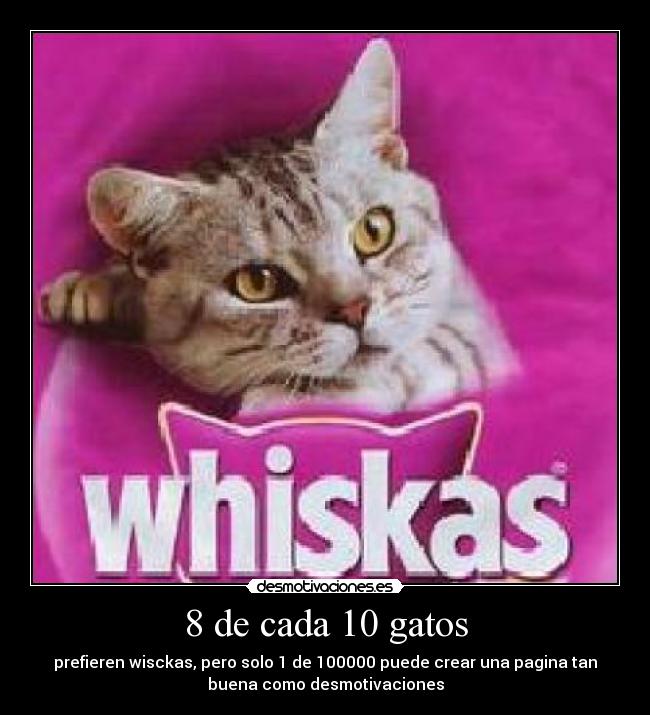 8 de cada 10 gatos -