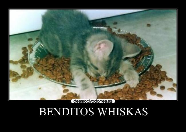BENDITOS WHISKAS -