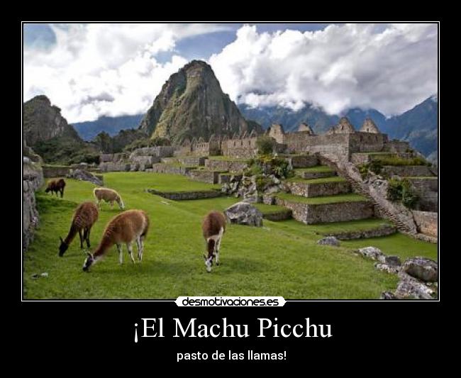 ¡El Machu Picchu - pasto de las llamas!