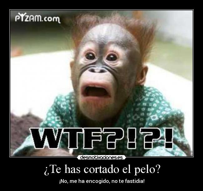 ¿Te has cortado el pelo? - ¡No, me ha encogido, no te fastidia!