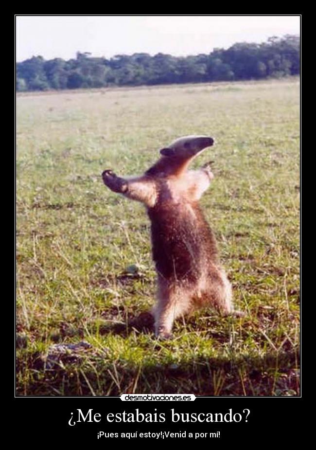 ¿Me estabais buscando? -