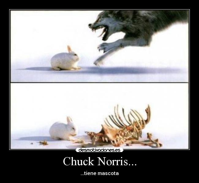 Chuck Norris... -