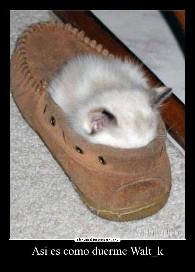 Asi es como duerme Walt_k -
