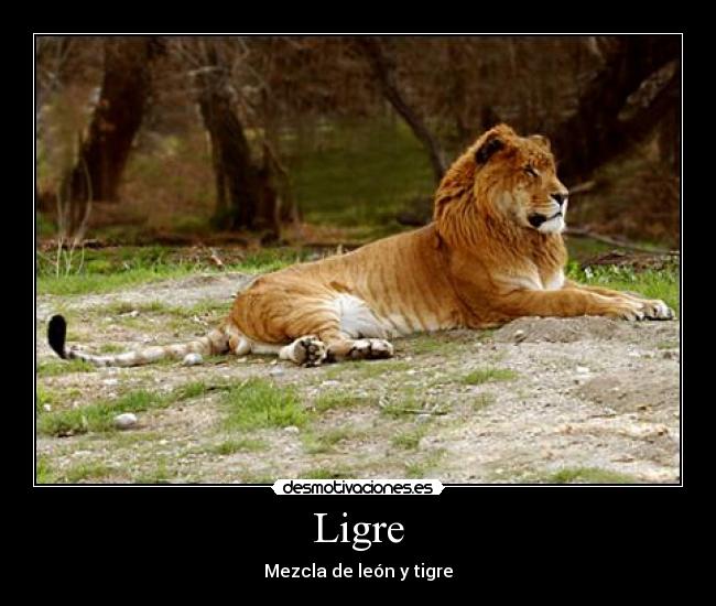 Ligre - Mezcla de león y tigre