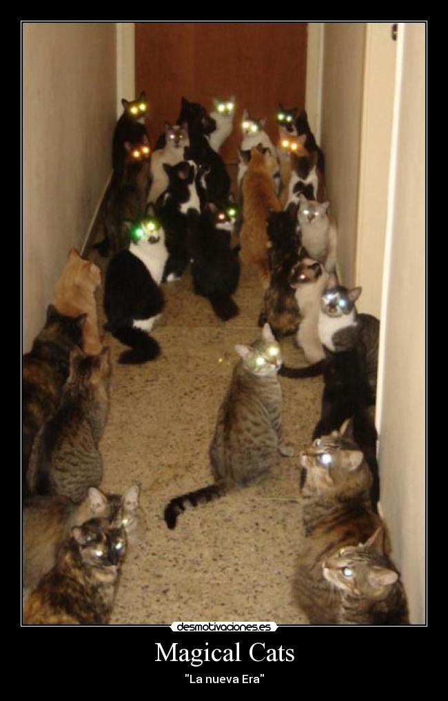 Magical Cats - 