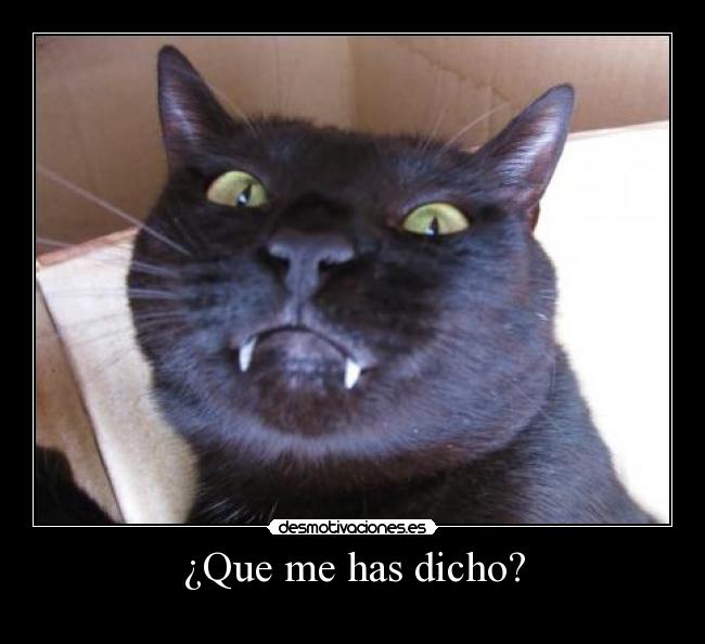 ¿Que me has dicho? - 