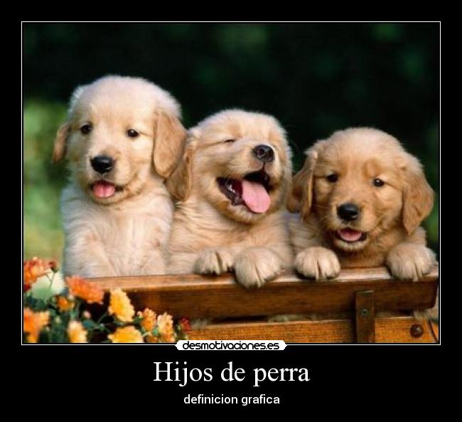 Hijos de perra - definicion grafica