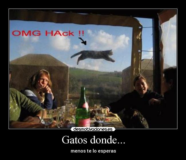 Gatos donde... - menos te lo esperas