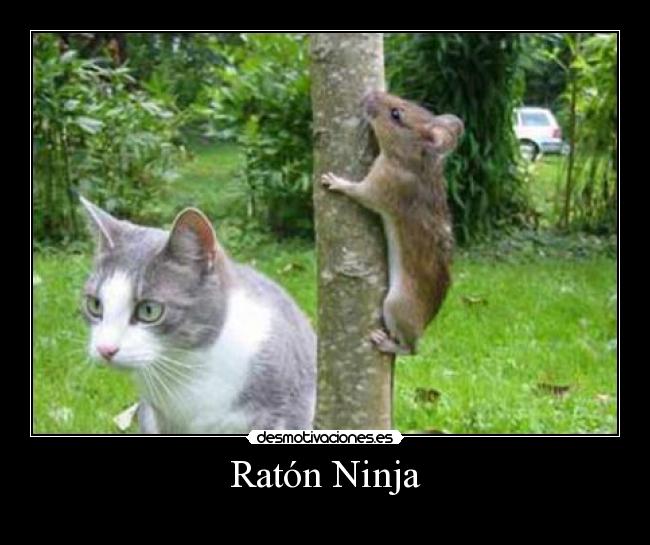 Ratón Ninja - 