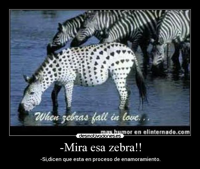 -Mira esa zebra!! - -Si,dicen que esta en proceso de enamoramiento.
