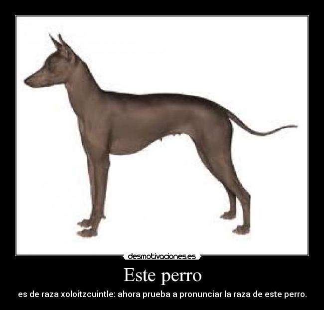 Este perro - es de raza xoloitzcuintle: ahora prueba a pronunciar la raza de este perro.