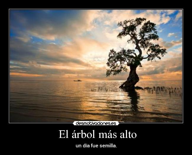  El árbol más alto - 