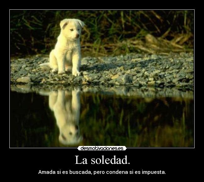 carteles soledad amor odio condena impuesta buscada soledad perro desmotivaciones