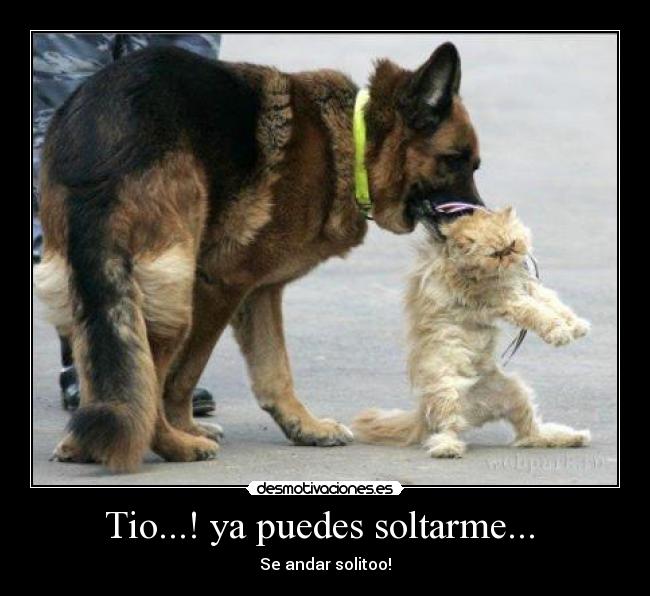 carteles animales desmotivaciones