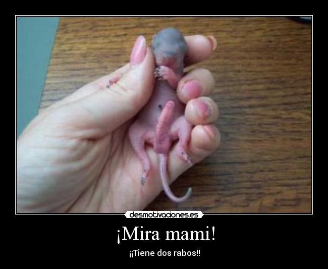 ¡Mira mami! - ¡¡Tiene dos rabos!!