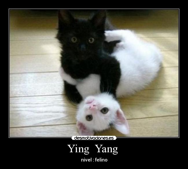 Ying Yang -