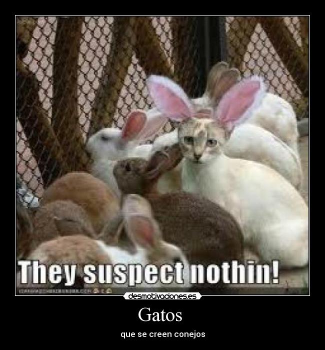 Gatos  - 