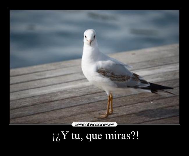 ¡¿Y tu, que miras?! -