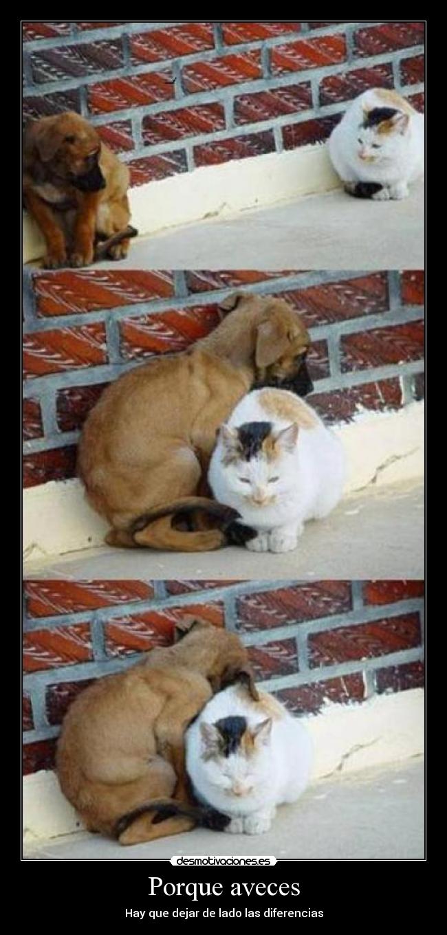 Porque aveces -