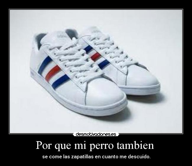 Por que mi perro tambien - se come las zapatillas en cuanto me descuido.