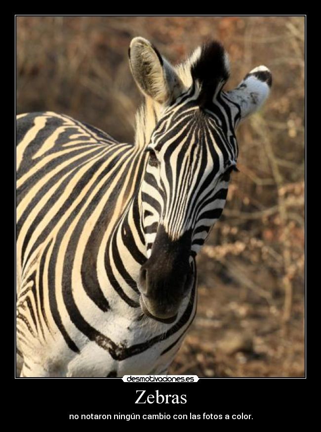 Zebras -
