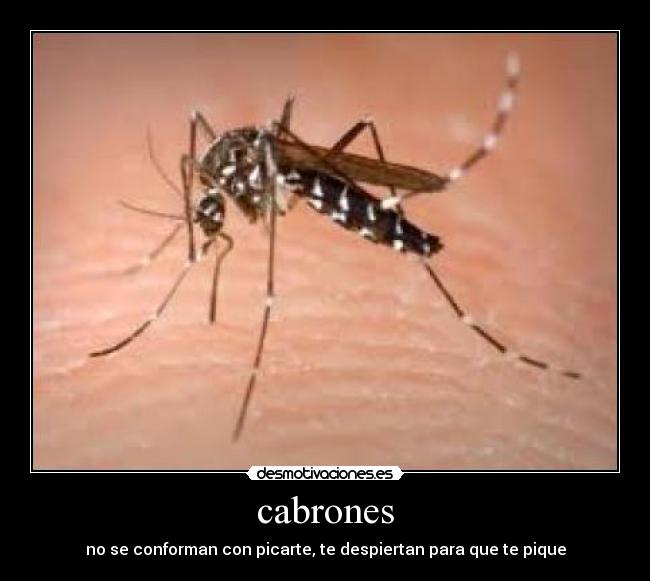 cabrones -
