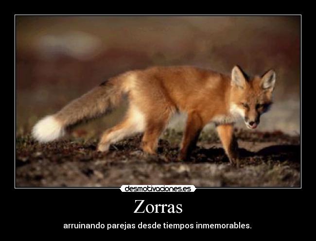Zorras -