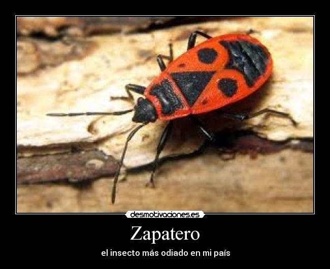Zapatero -