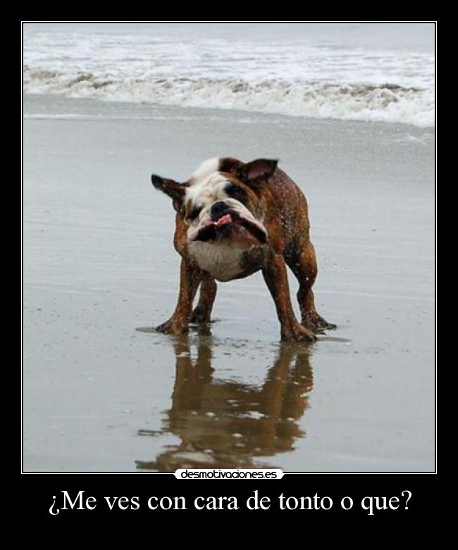 ¿Me ves con cara de tonto o que? -