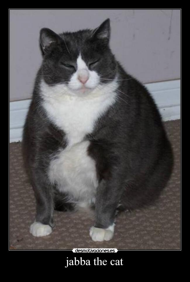 jabba the cat -