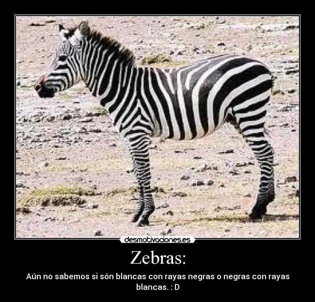 Zebras: -