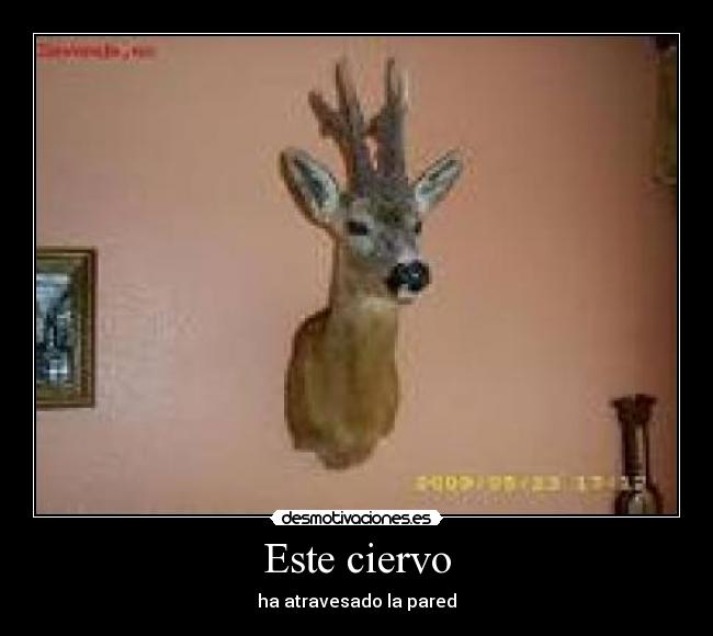 Este ciervo -
