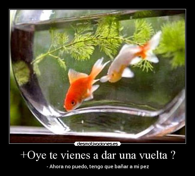 +Oye te vienes a dar una vuelta ? -