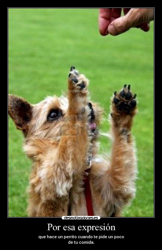 carteles perrito desmotivaciones