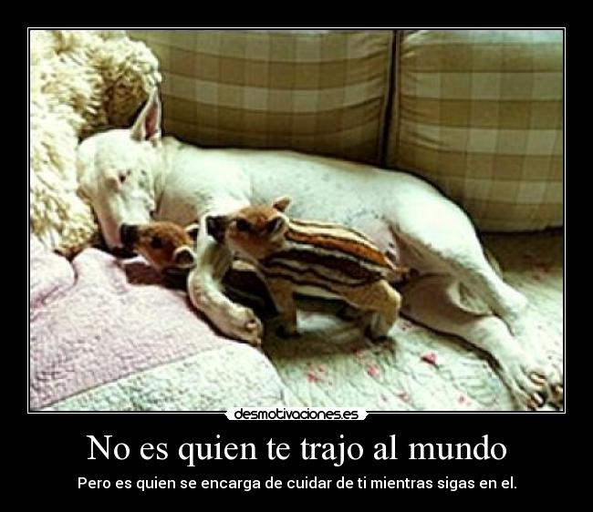 No es quien te trajo al mundo -