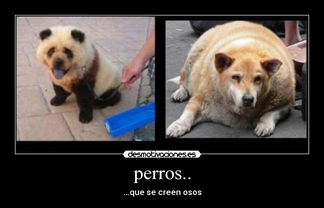 carteles oso desmotivaciones