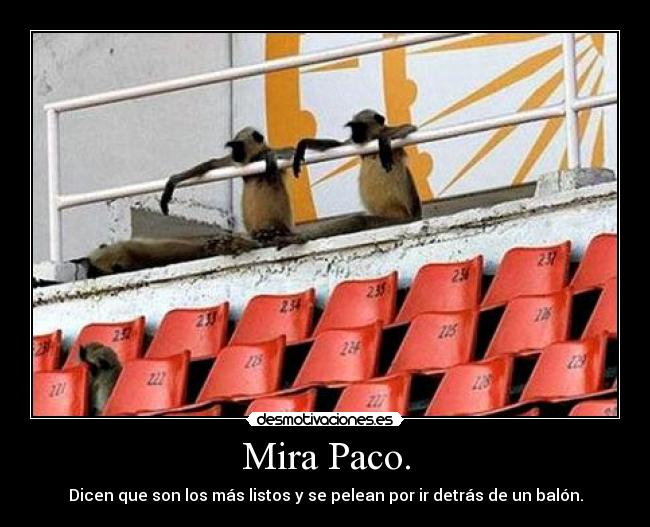 Mira Paco. -