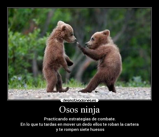 Osos ninja -