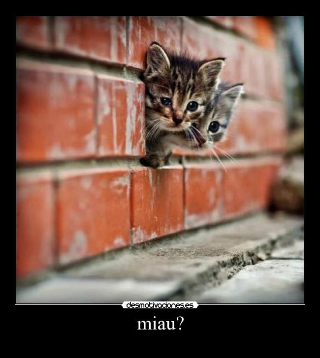 miau? - 