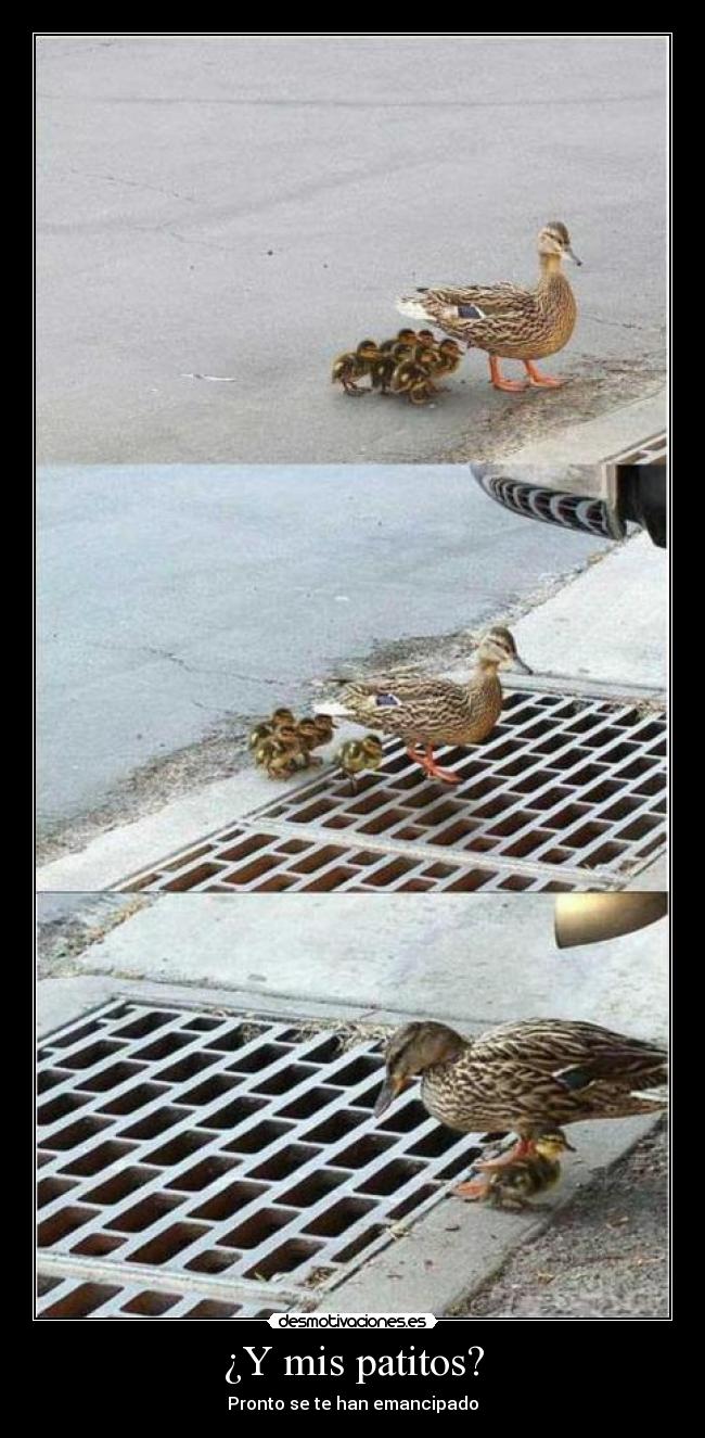 ¿Y mis patitos? - 