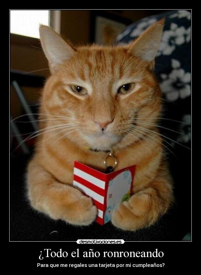 ¿Todo el año ronroneando - 