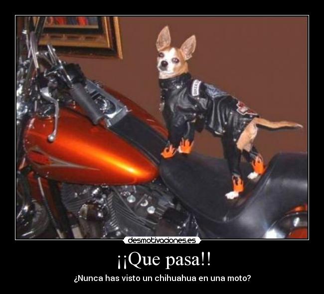 ¡¡Que pasa!! - ¿Nunca has visto un chihuahua en una moto?