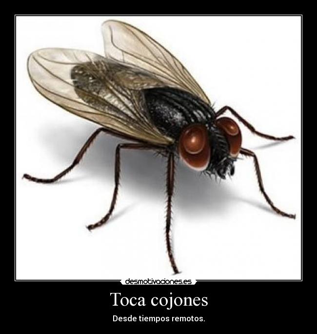 Toca cojones - Desde tiempos remotos.