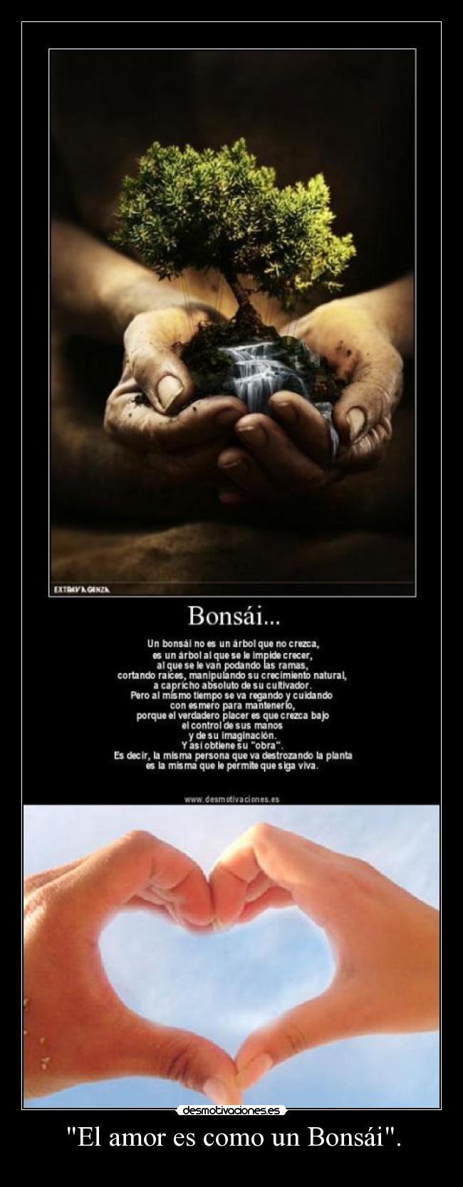 El amor es como un Bonsái. -