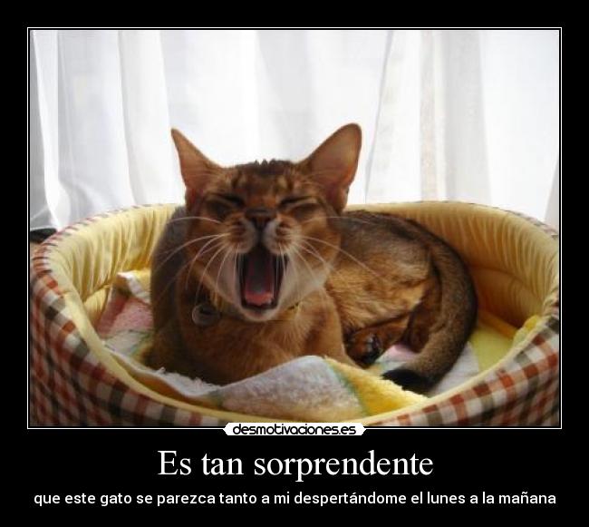 carteles gato sorprendente lunes desmotivaciones