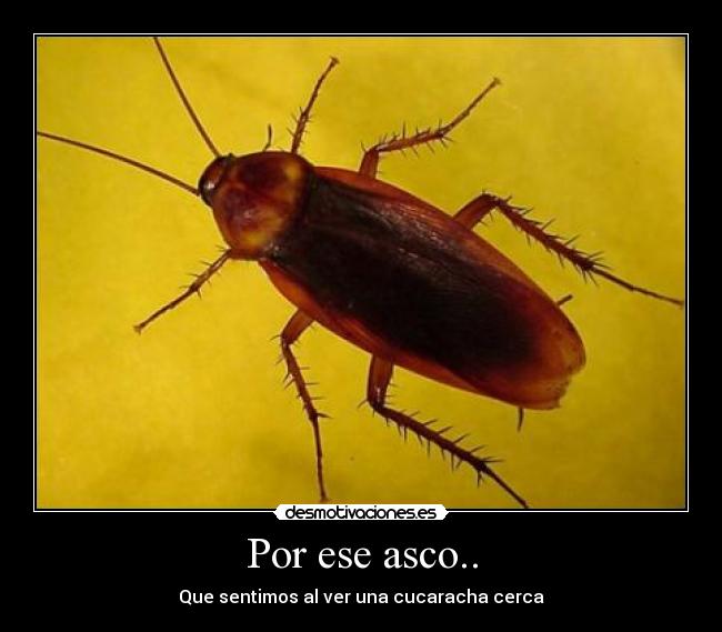 Por ese asco.. - Que sentimos al ver una cucaracha cerca
