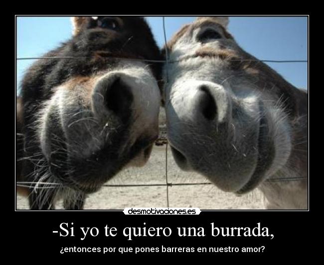 -Si yo te quiero una burrada, -