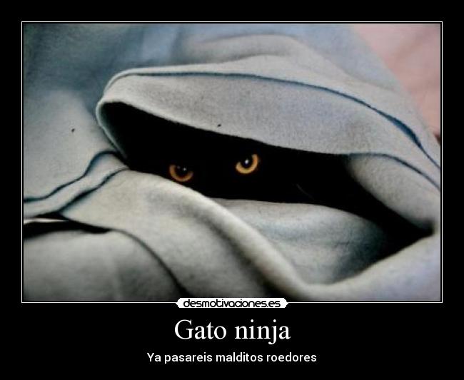 Gato ninja - 